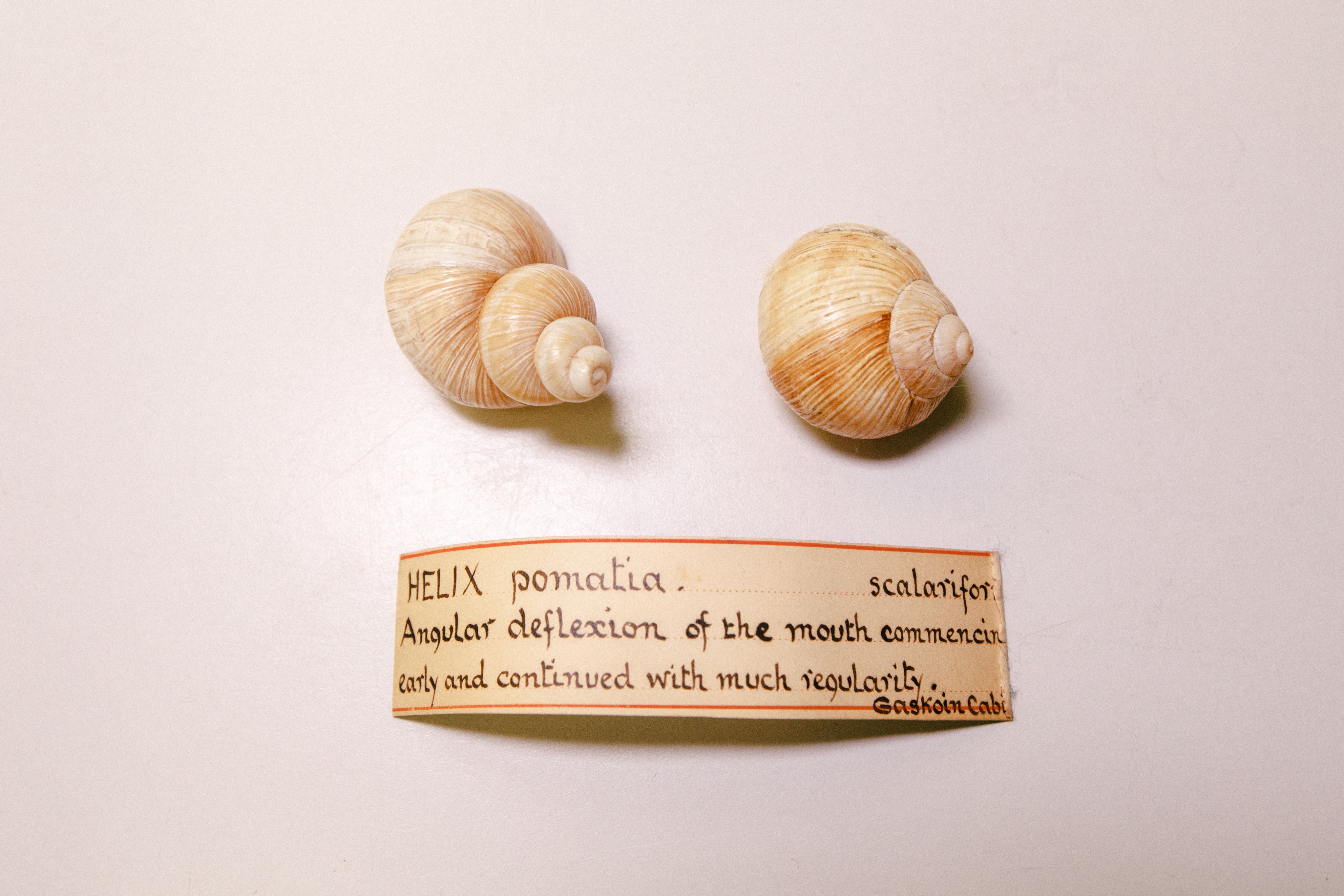 Shell Collection Quotes