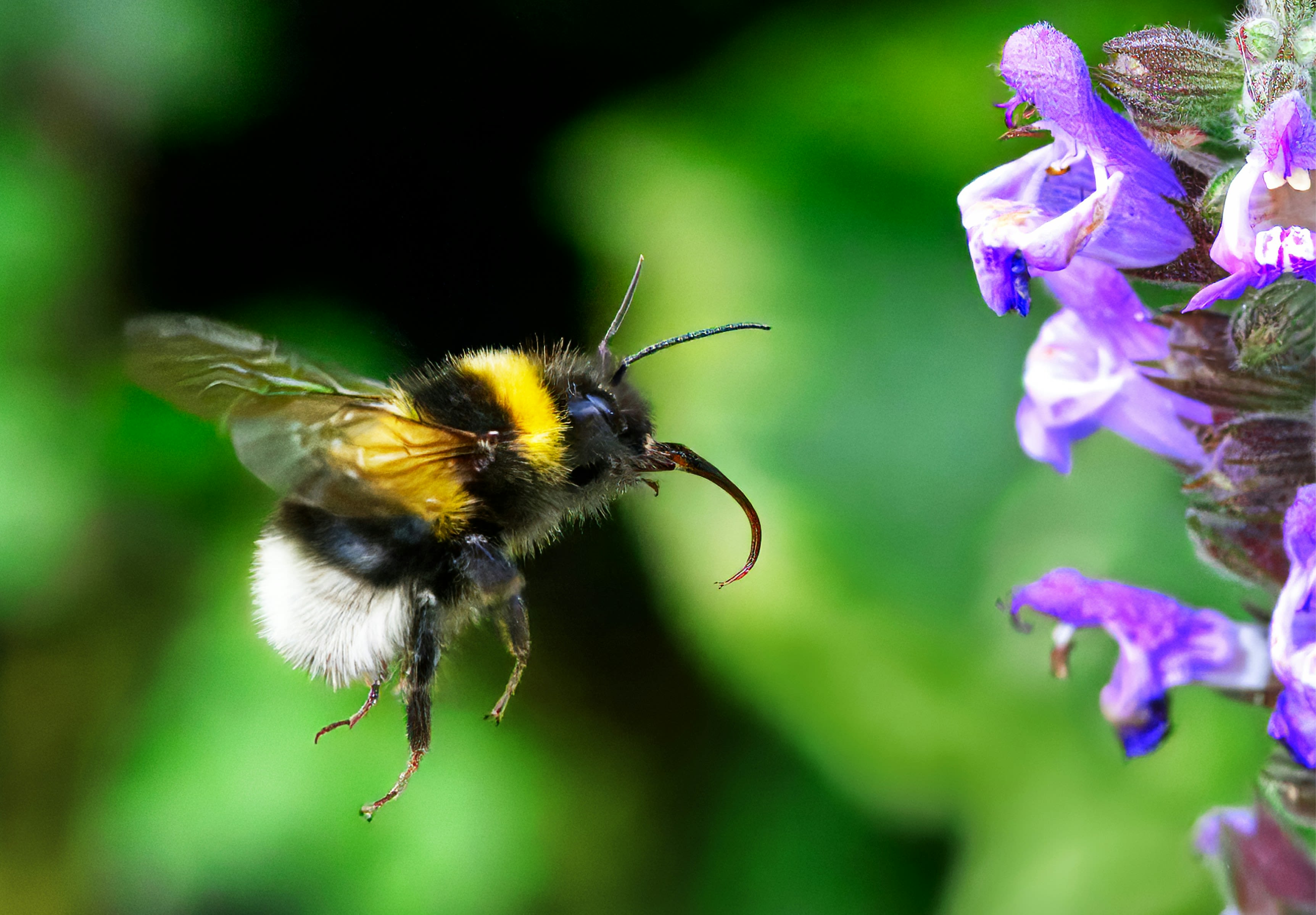 15 top tips to help save the bees | National Museums Liverpool